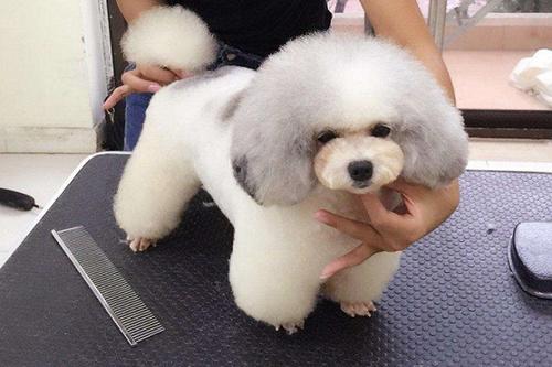 mr.bear宠物加盟费_mr.bear宠物加盟电话_mr.bear宠物加盟总部