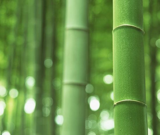 如果你注重纯天然和环境保护，很有可能你需要认识一下竹纤维面料
