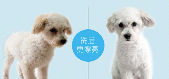 宠物加盟优势